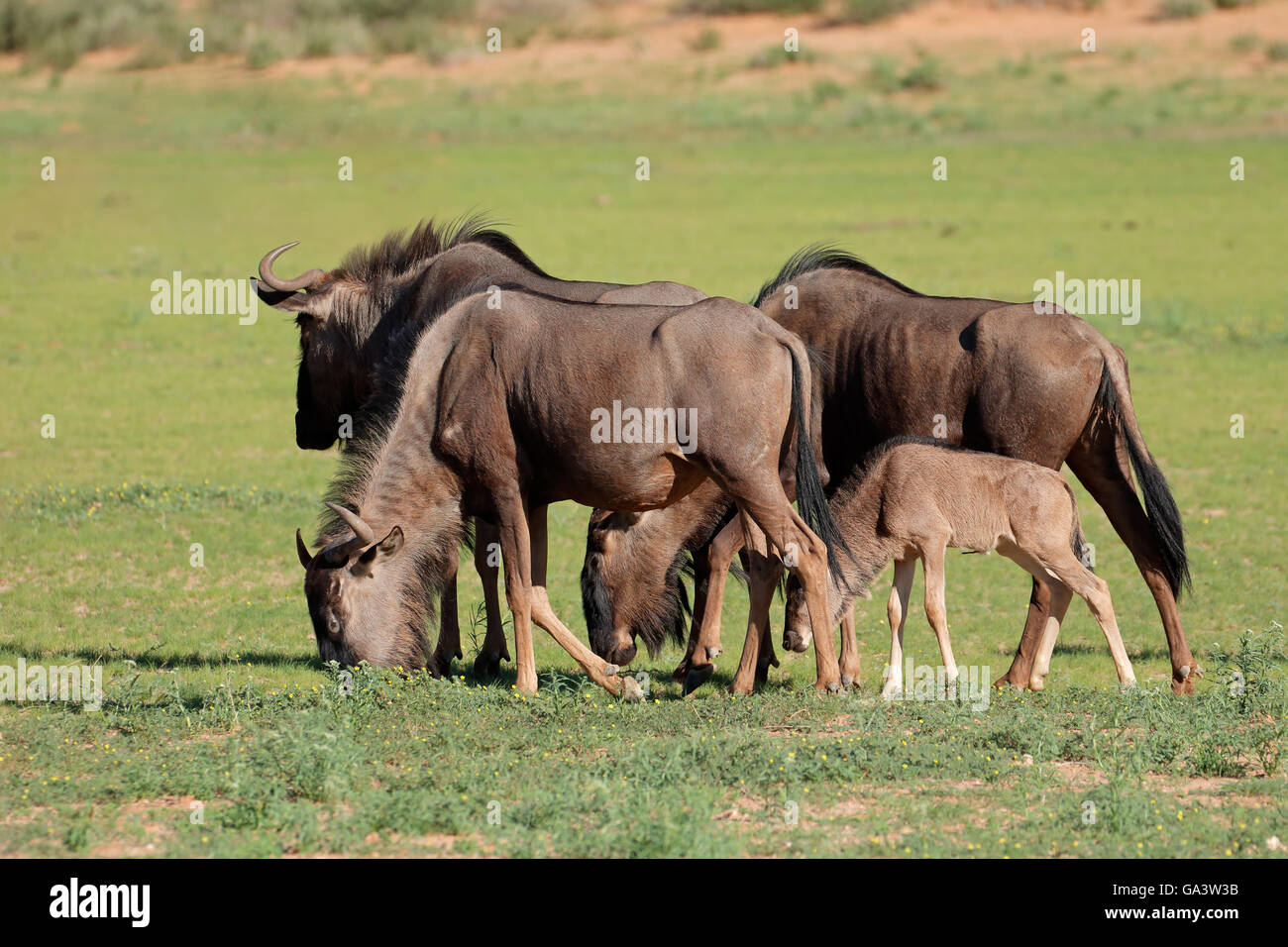 Kleine Gruppe von Gnus (Connochaetes Taurinus) Weiden, Kalahari, Südafrika Stockfoto