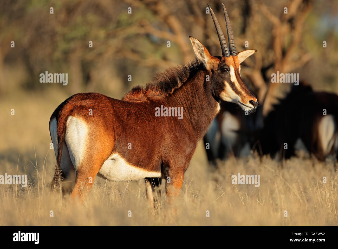 Weibliche Rappenantilope (Hippotragus Niger) im natürlichen Lebensraum, Südafrika Stockfoto