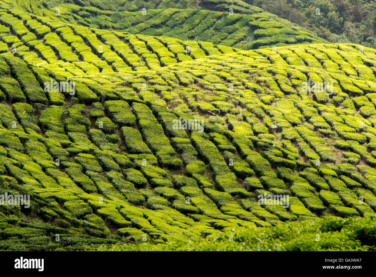 Grüner Tee-Plantage der Cameron Highlands, Malaysia Stockfoto