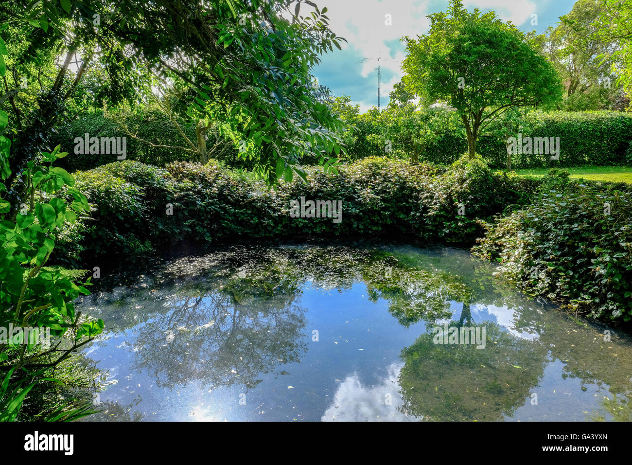 Großer Gartenteich mit der umliegenden Fauna mit dem Bild im Hochsommer