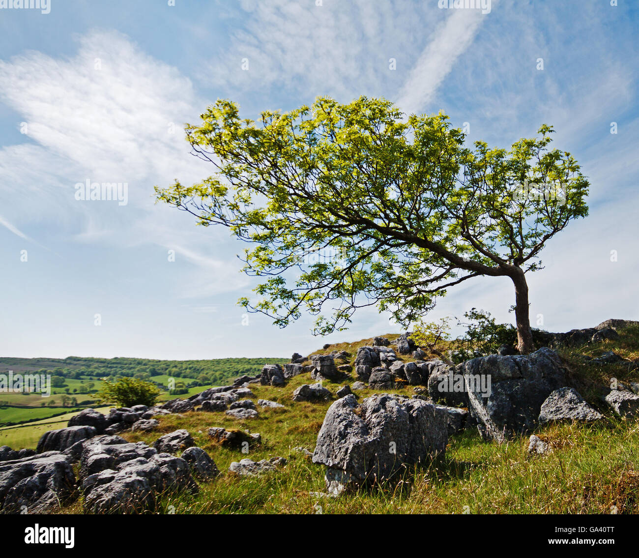 Der schiefe Baum Stockfoto