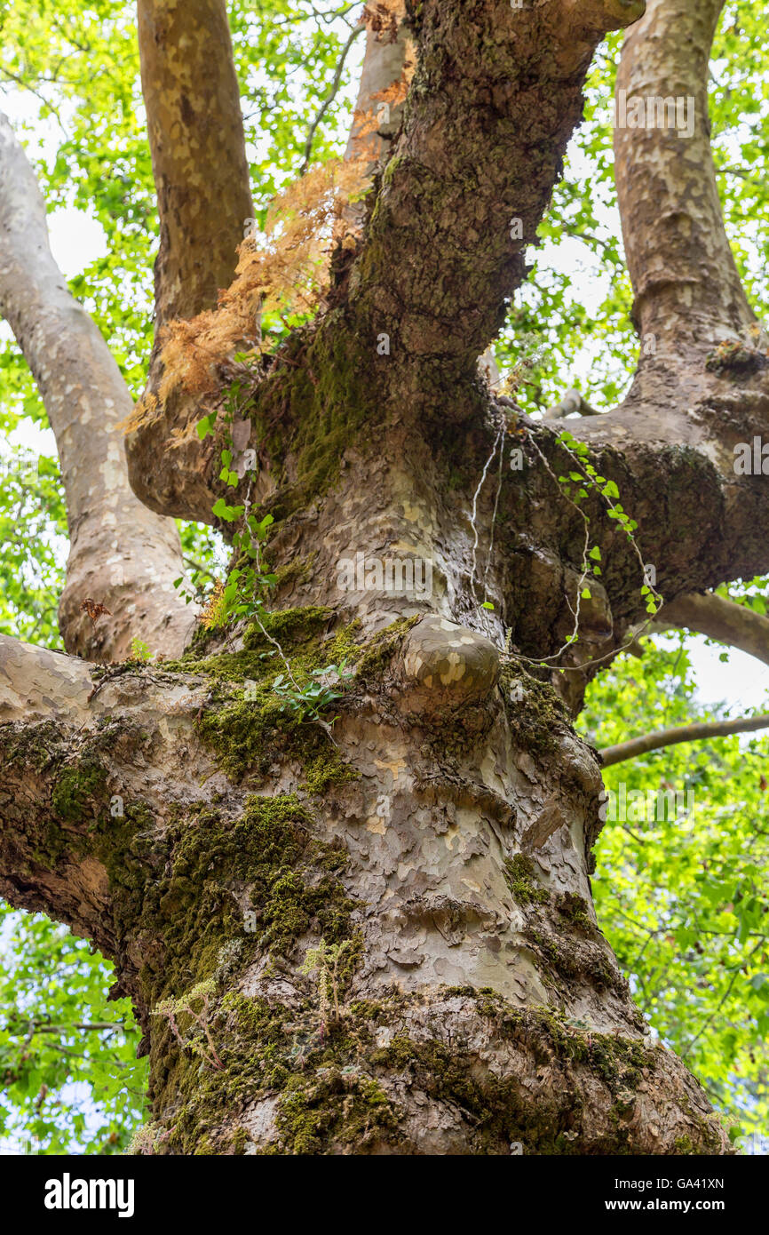 großer Baum im Park ohne park Stockfoto