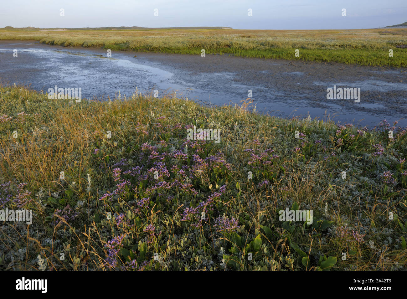 Tideway, Salz-Sumpf, Naturschutzgebiet De Slufter, Nationalpark Duinen van Texel, Texel, Niederlande / Morgenlicht Stockfoto