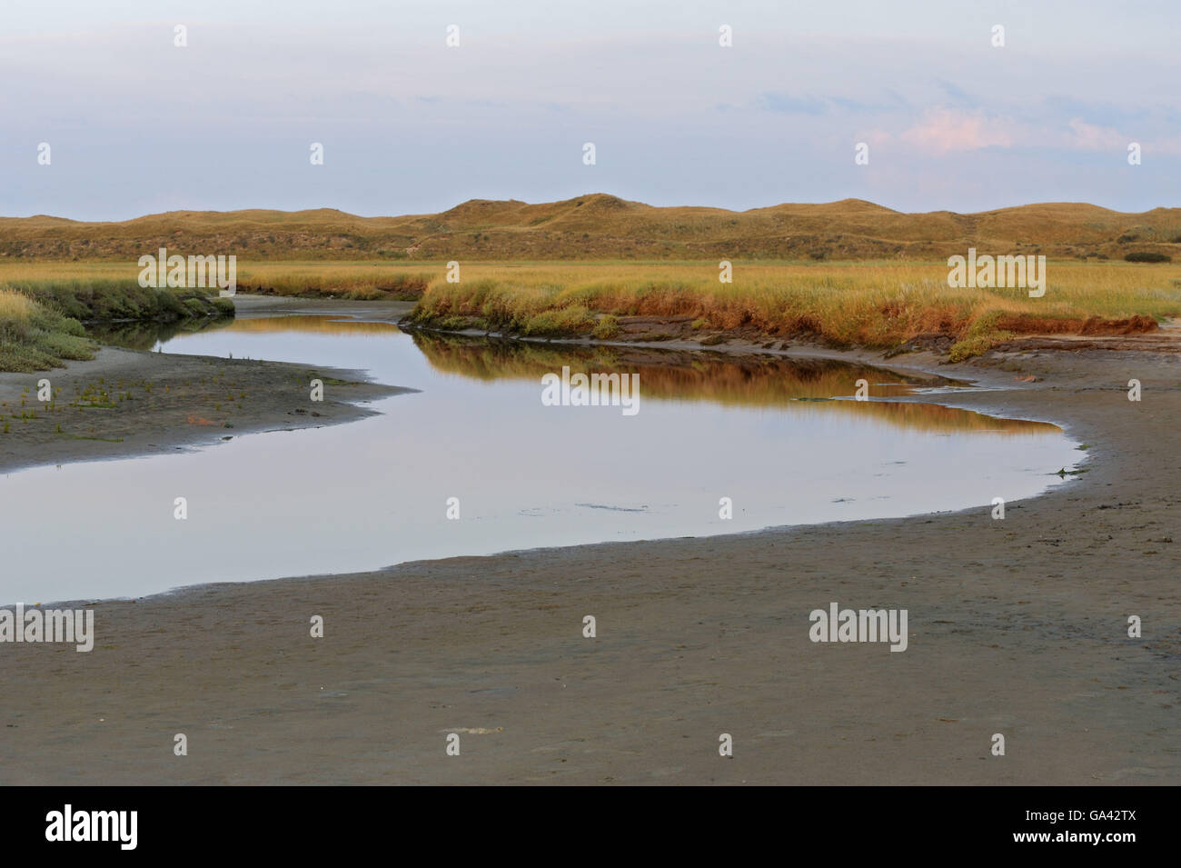 Tideway, Salz-Sumpf, Naturschutzgebiet De Slufter, Nationalpark Duinen van Texel, Texel, Niederlande / Morgenlicht Stockfoto