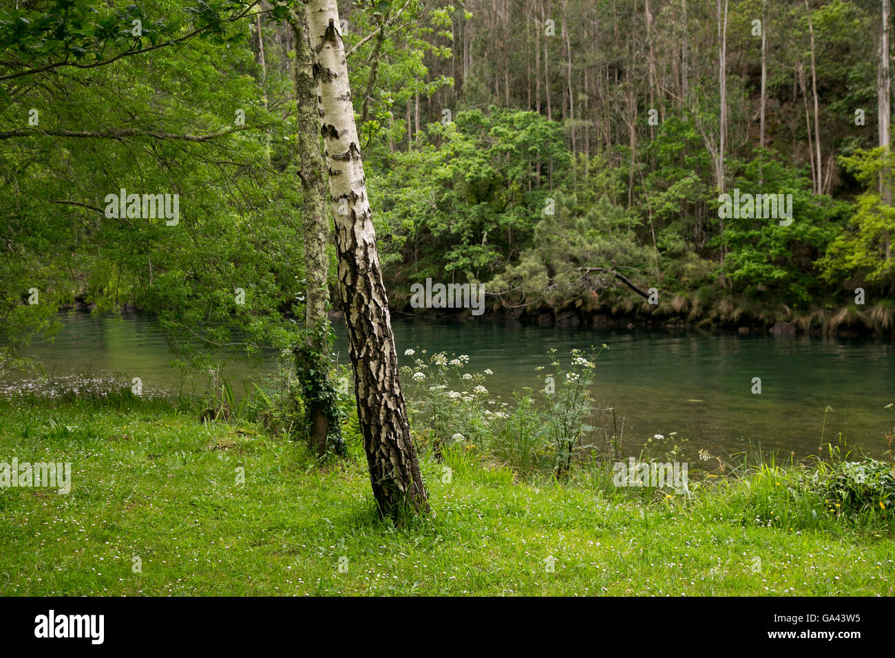 Idylle im Eume Wald in Spanien. Stockfoto