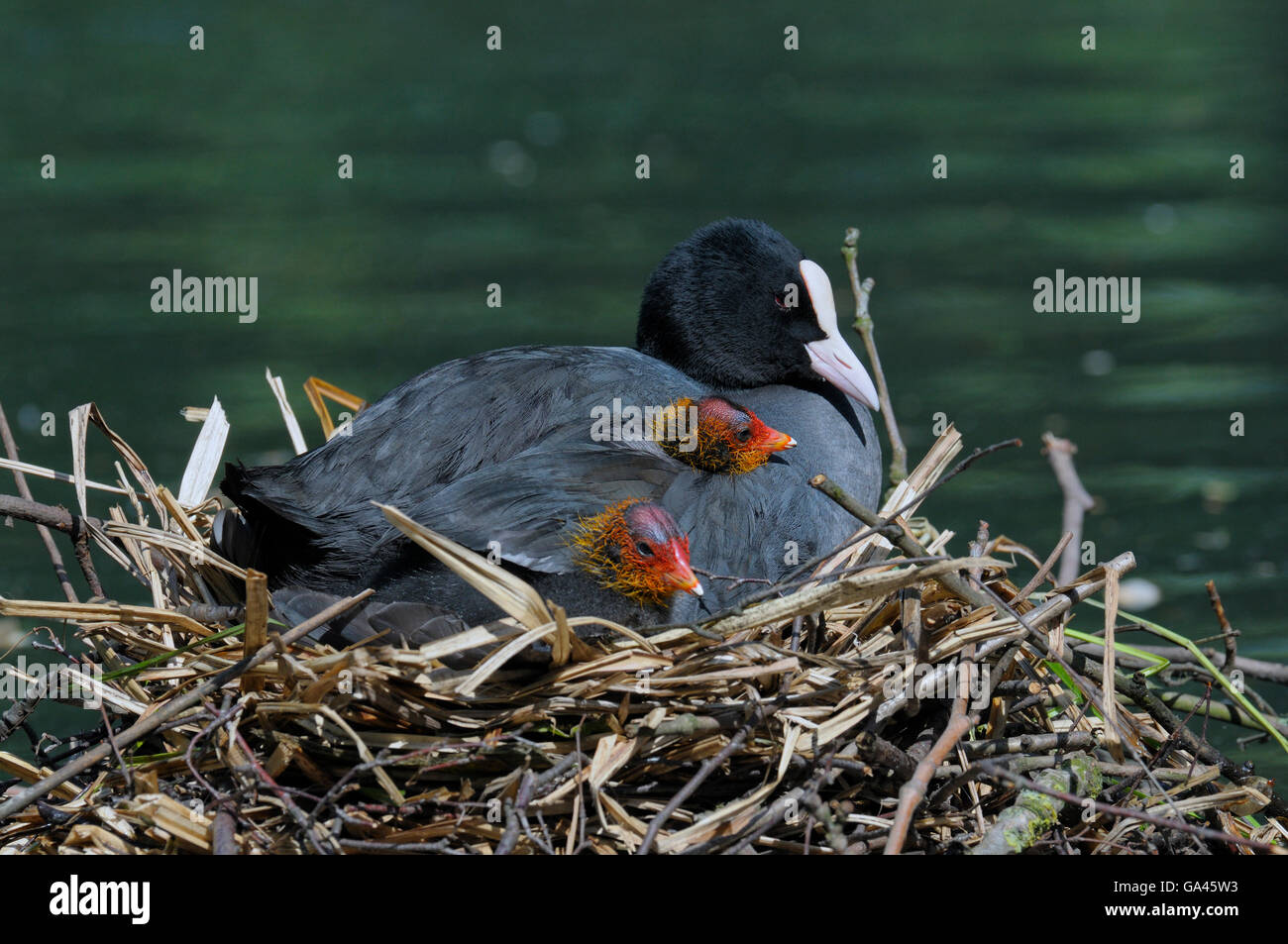 Blässhühner mit jungen im Nest, Oberhausen, Deutschland / (Fulica Atra) Stockfoto