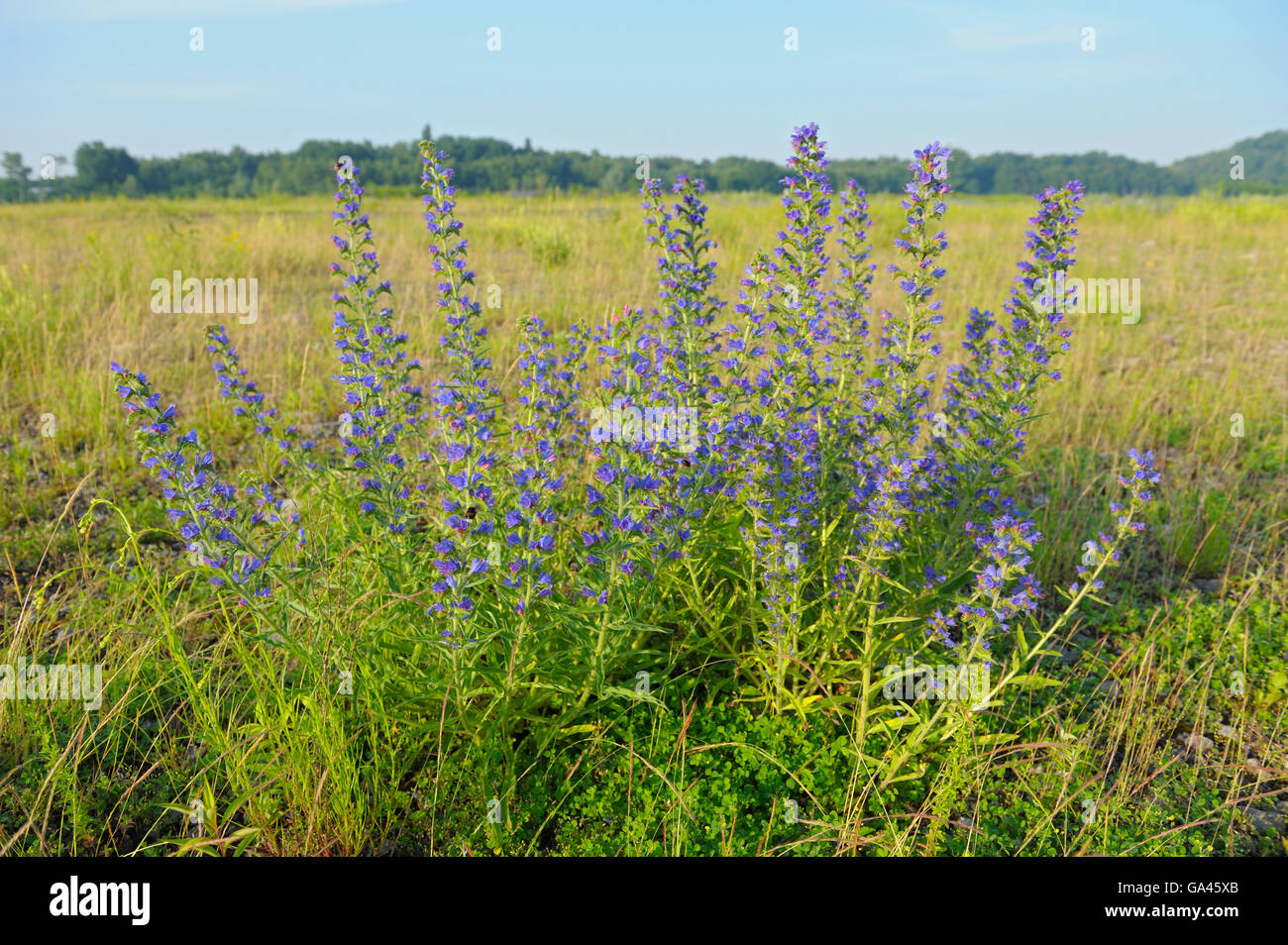 Viper's Bugloss, Oberhausen, Deutschland / (Echium Vulgare) Stockfoto