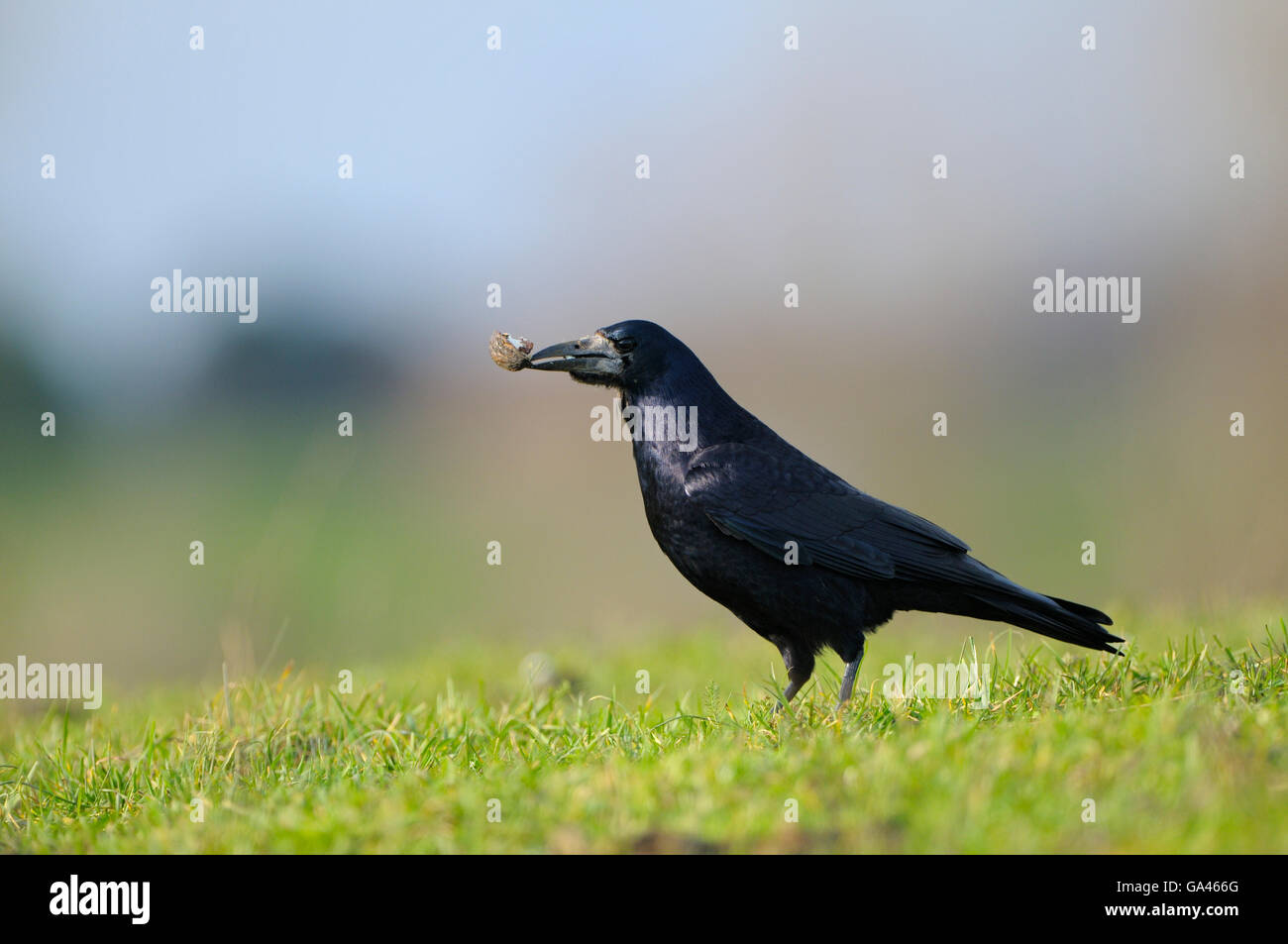 Turm mit Nuss, Bislicher Deutschland / (Corvus Frugilegus) Stockfoto