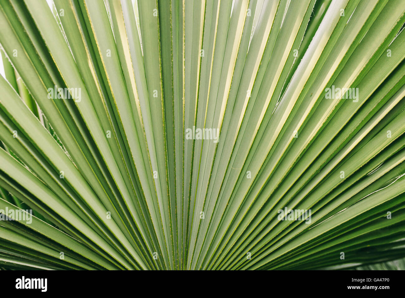 Palm-Textur Stockfoto
