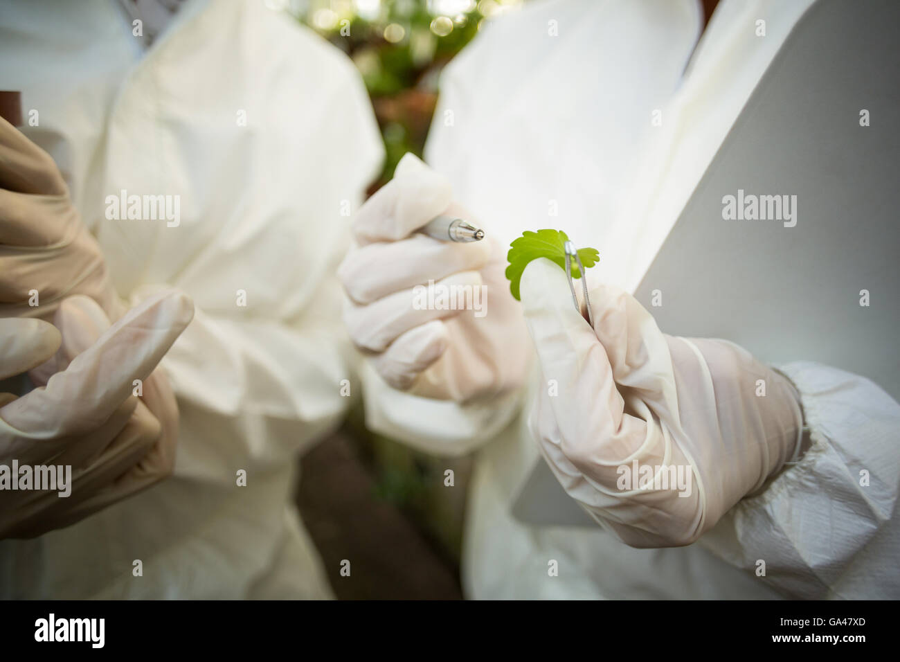 Wissenschaftler untersuchen Pflanzenblattes Stockfoto