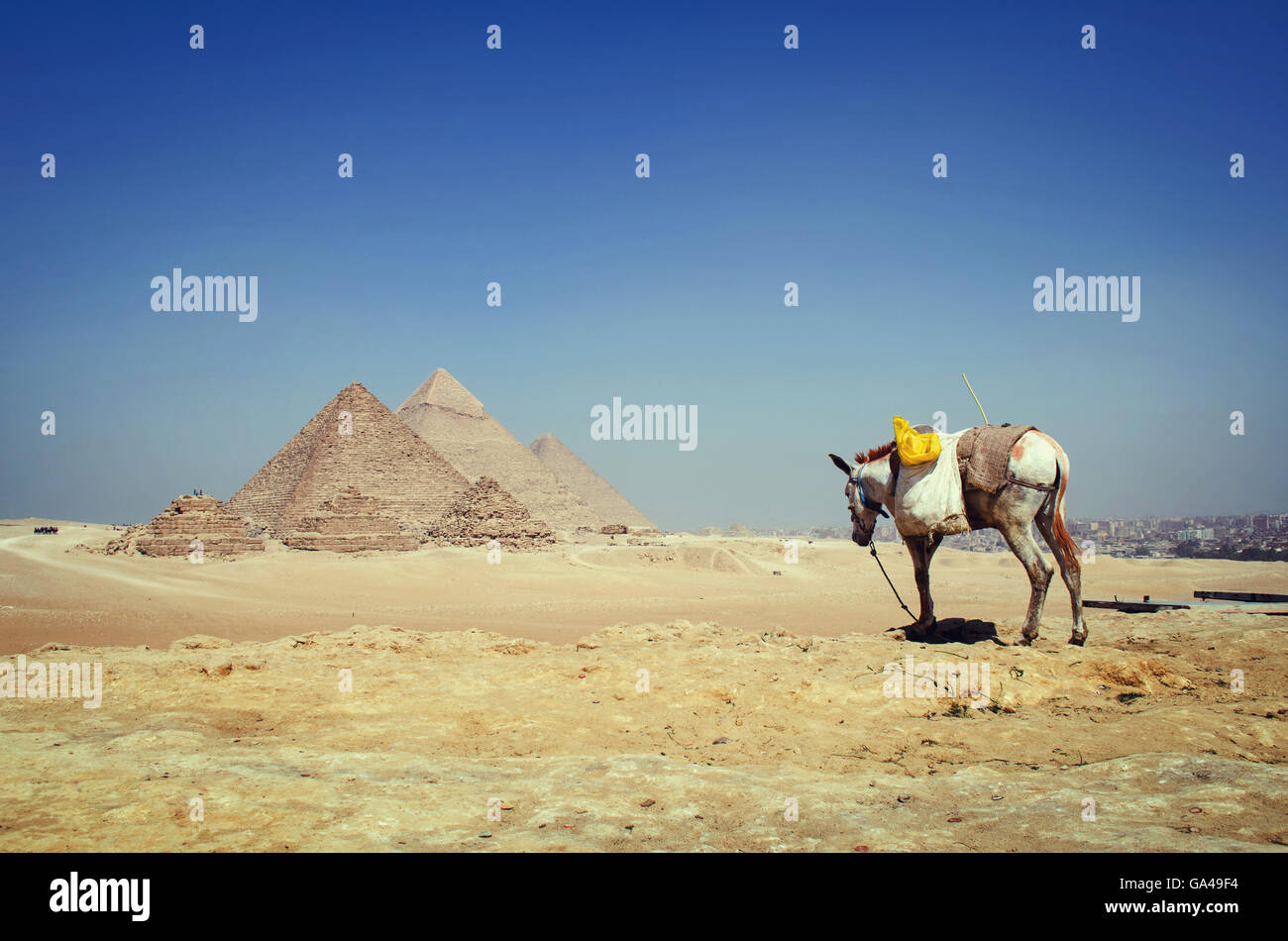 Eine schwache weiße Esel in der Wüste durch einen Blick auf die Pyramiden Stockfoto