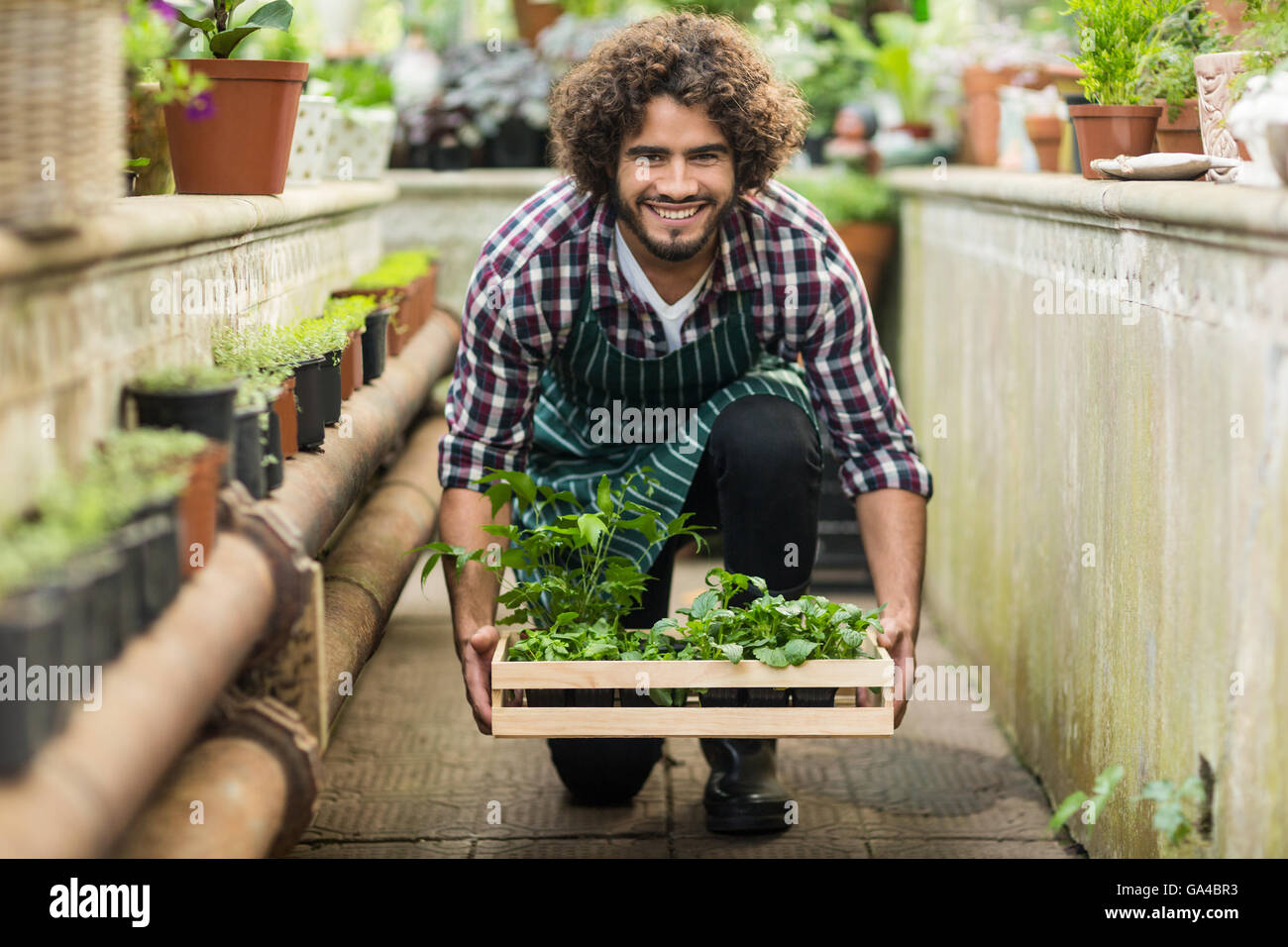 Männliche Gärtner halten Pflanzen Kiste auf floo Stockfoto