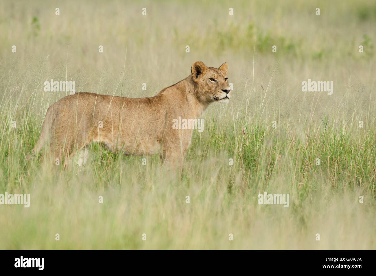 Löwin stehend in hohe Gräser (Panthero Leo), Tarangire Nationalpark, Tansania Stockfoto
