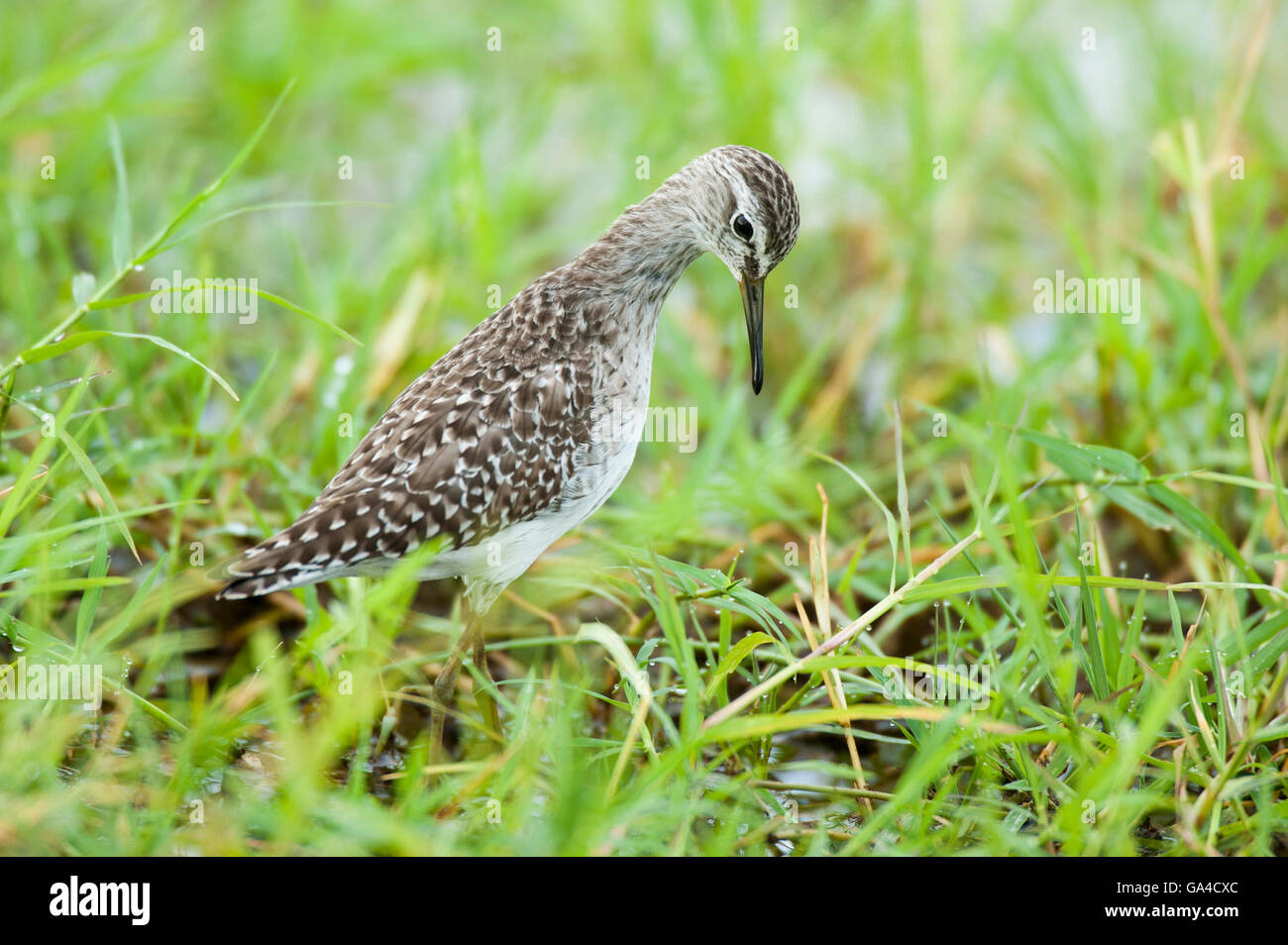 Bruchwasserläufer, Triga Glareola, Lake Manyara National Park, Tansania Stockfoto