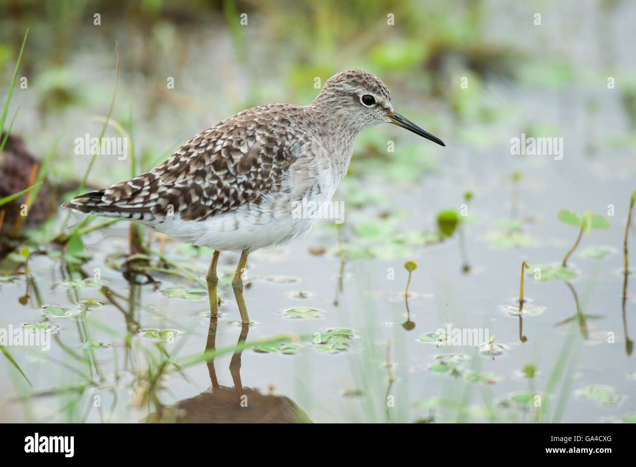Bruchwasserläufer, Triga Glareola, Lake Manyara National Park, Tansania Stockfoto