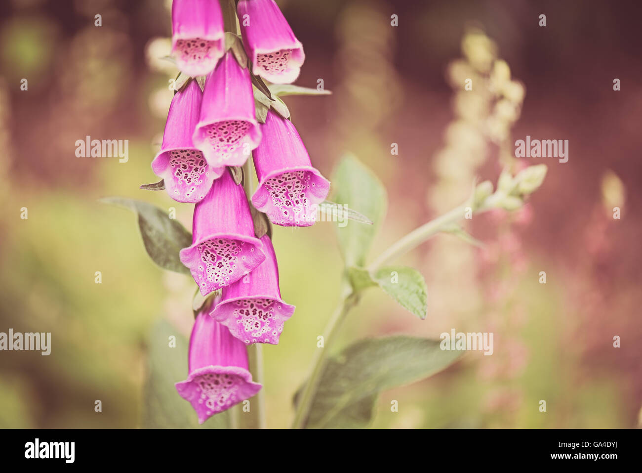 Digitalis Purpurea gemeinsame Fingerhut lila groß Blume Digitoxin giftig giftig in Kew botanischen Gärten in London Stockfoto