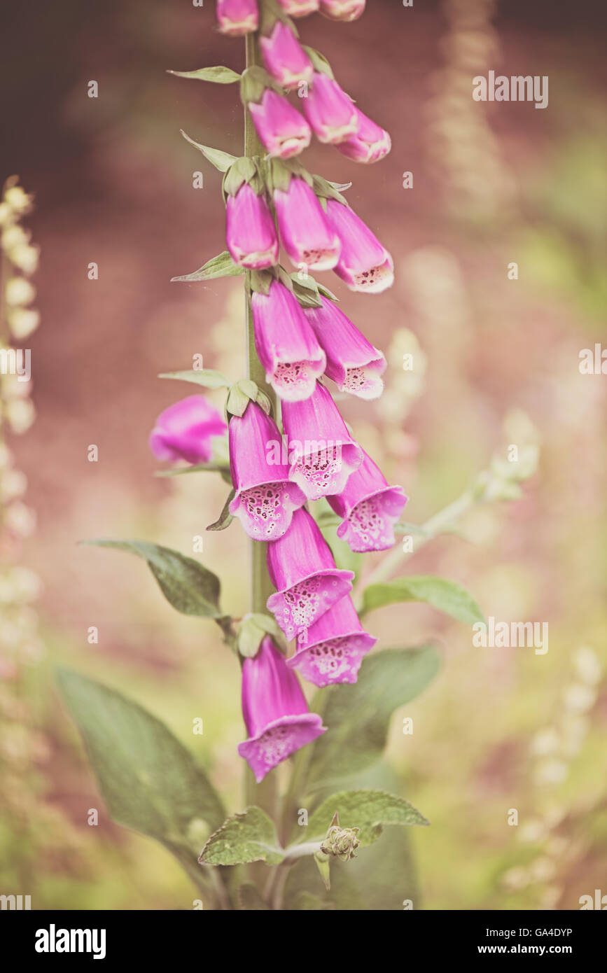 Digitalis Purpurea gemeinsame Fingerhut lila groß Blume Digitoxin giftig giftig in Kew botanischen Gärten in London Stockfoto