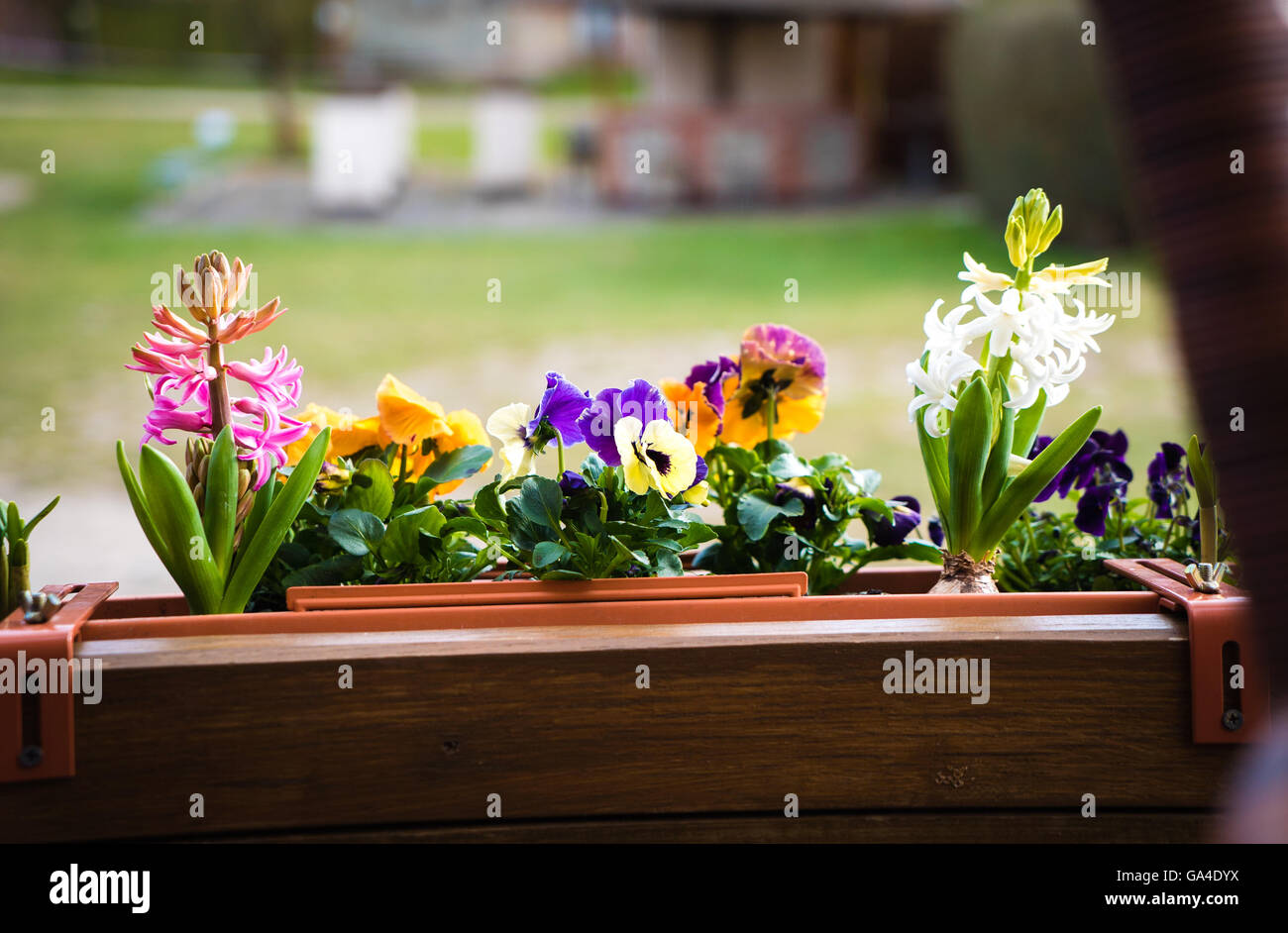 Frühlingsblumen auf Balkon Stockfoto