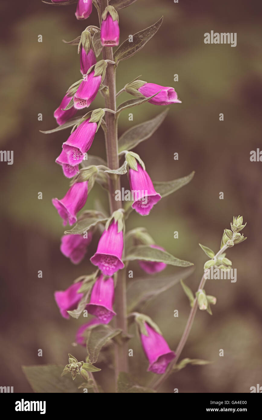 Digitalis Purpurea gemeinsame Fingerhut lila groß Blume Digitoxin giftig giftig in Kew botanischen Gärten in London Stockfoto