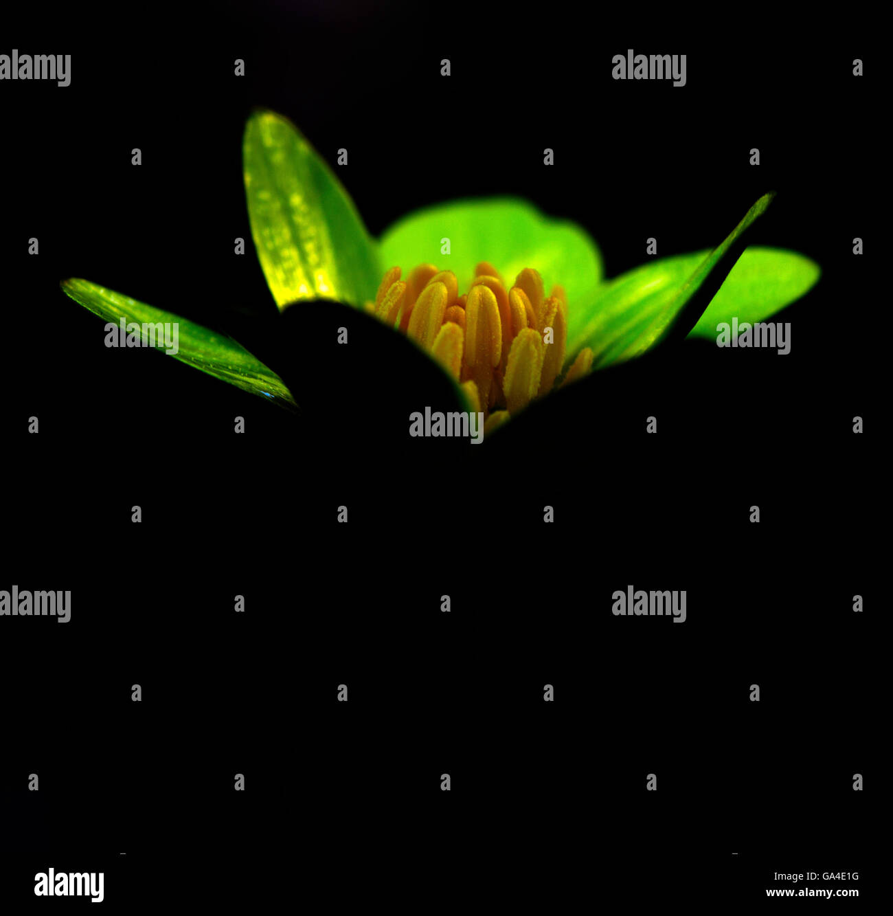 Bild eines kleinen Schöllkraut Blume verändert wie eine Fackel beleuchtet erscheinen. Stockfoto