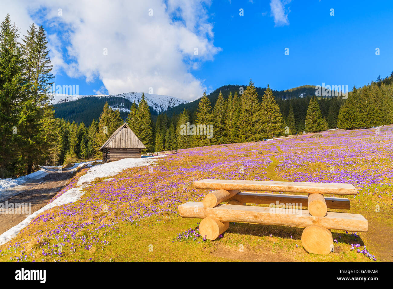 Hölzerne Picknicktisch auf Wiese mit blühenden Krokus Blüten in Chocholowska Tal, Tatra-Gebirge, Polen Stockfoto