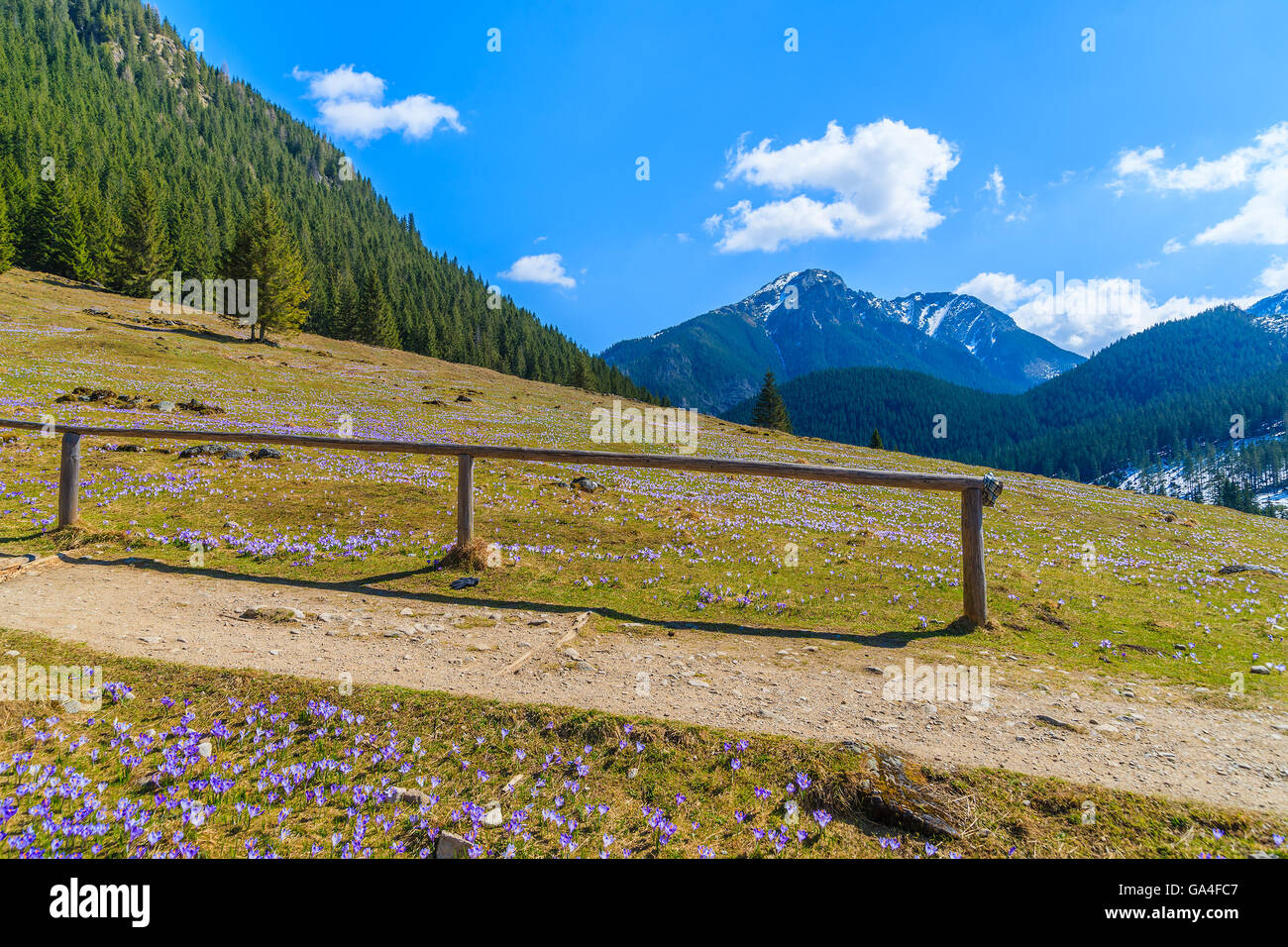 Zaun entlang wandern Weg auf Wiese mit blühenden Krokus Blumen in Chocholowska Tal, Tatra-Gebirge, Polen Stockfoto
