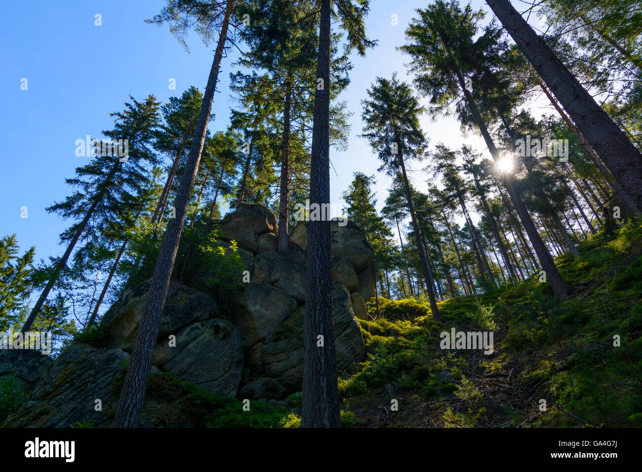 Rappottenstein Granit Felsformation und Fichte Österreich Niederösterreich, untere Österreich Waldviertel Stockfoto