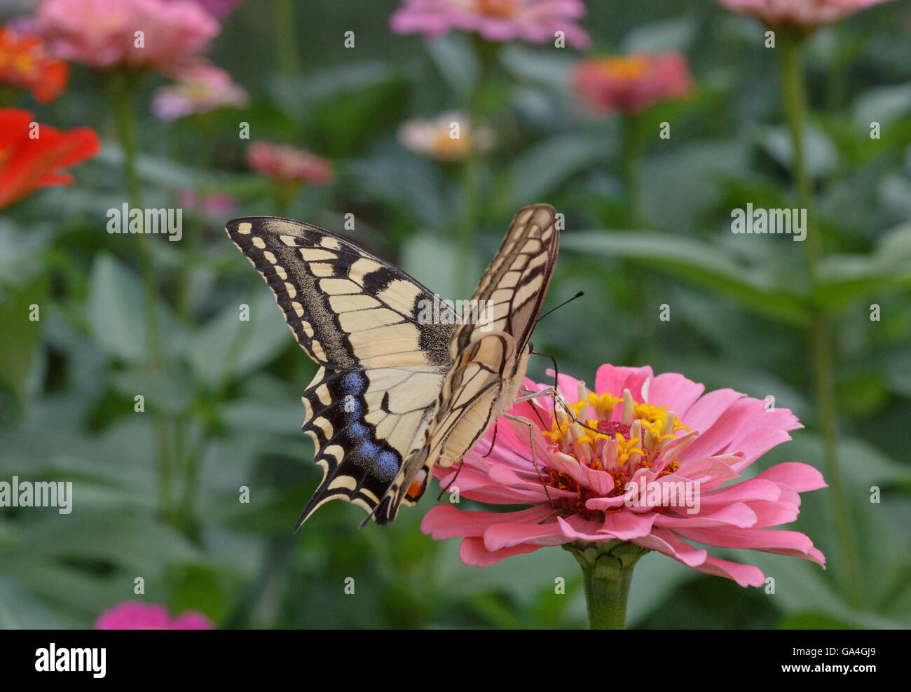 Papilio Machaon Schmetterling auf Blume im Garten Stockfoto