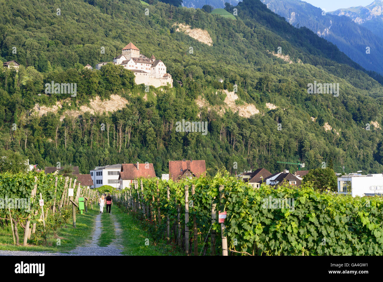 Vaduz-Weinberg der königlichen Domäne, Schloss Vaduz Liechtenstein Stockfoto