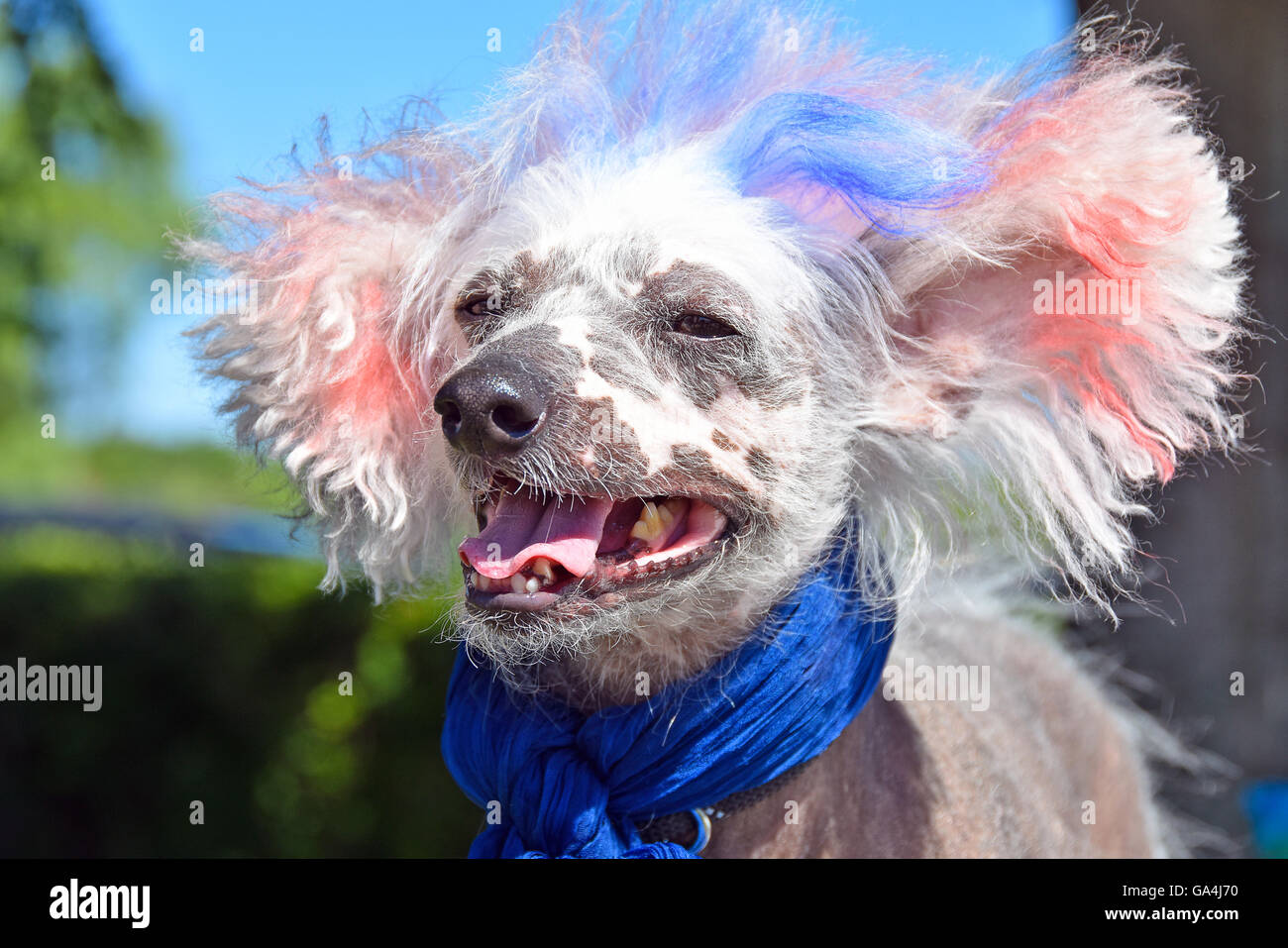 Chinese Crested Hairless Dog mit blauen Schal und rot und blau gefärbtem Fell für patriotische Urlaub. Stockfoto