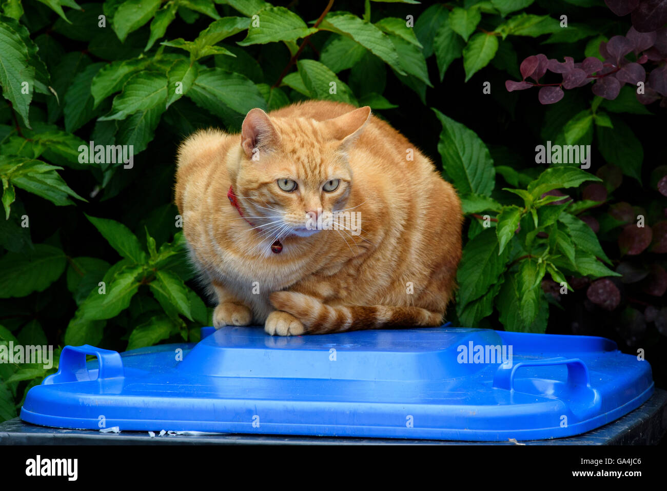 Ingwer Katze liegend auf der blauen Spitze einer Mülltonne Stockfoto