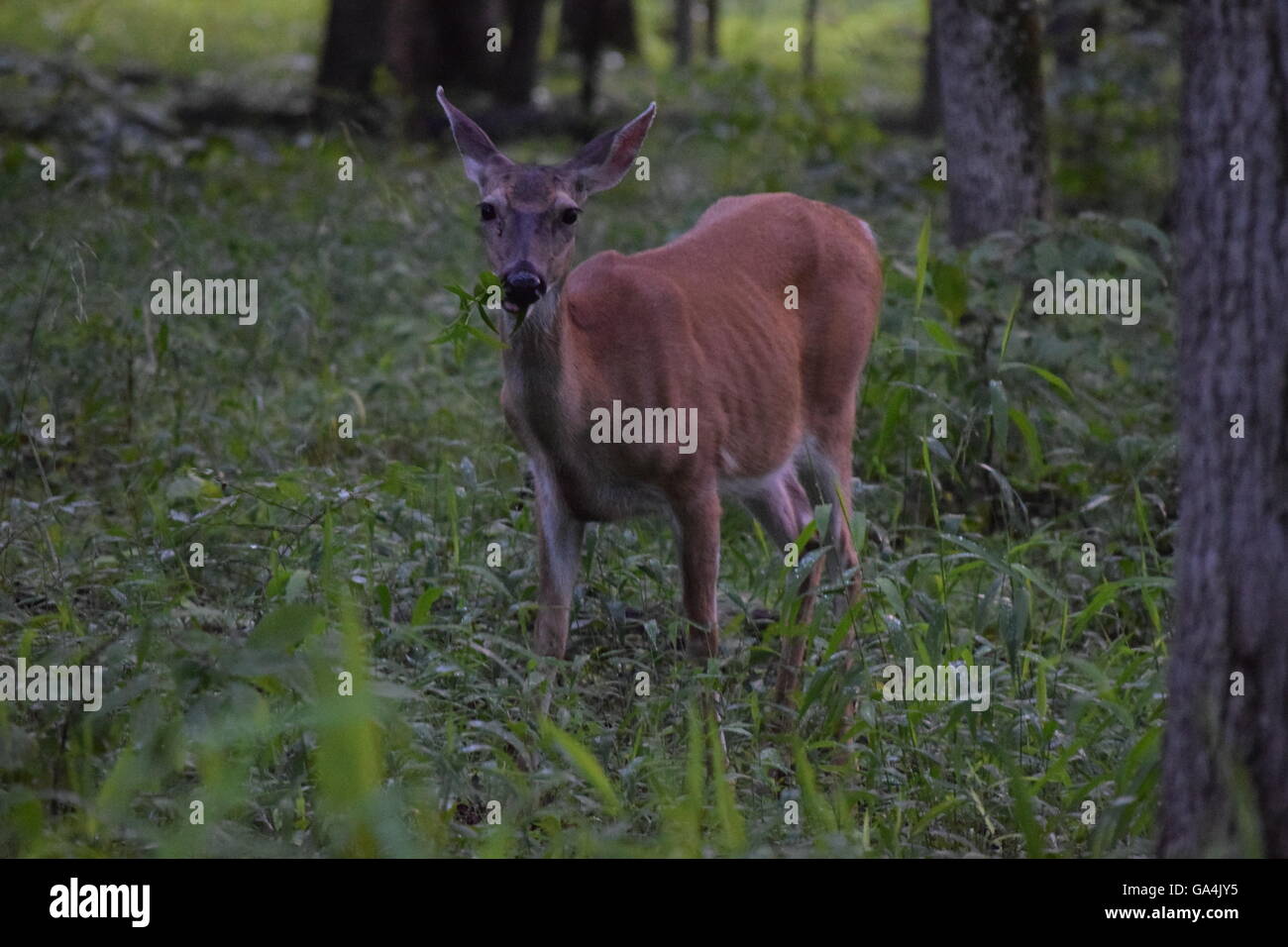 Skinny Hirsch im Wald, Blick auf Kamera 3/4 Frontprofil Essen Stockfoto