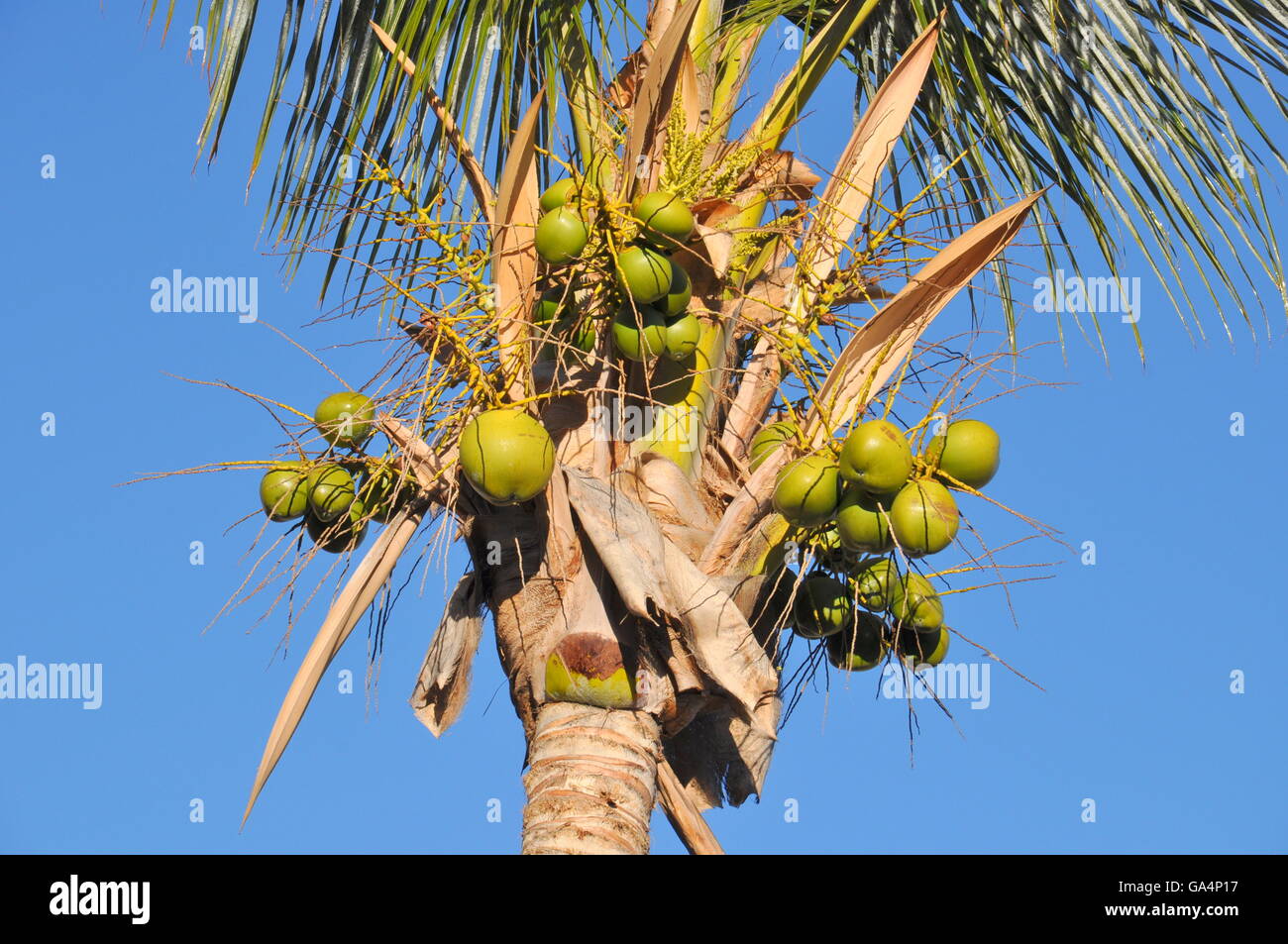 Kokospalme, Baum, Kokosnuss, Kanarischen Inseln, Fuerteventura, Natur Stockfoto