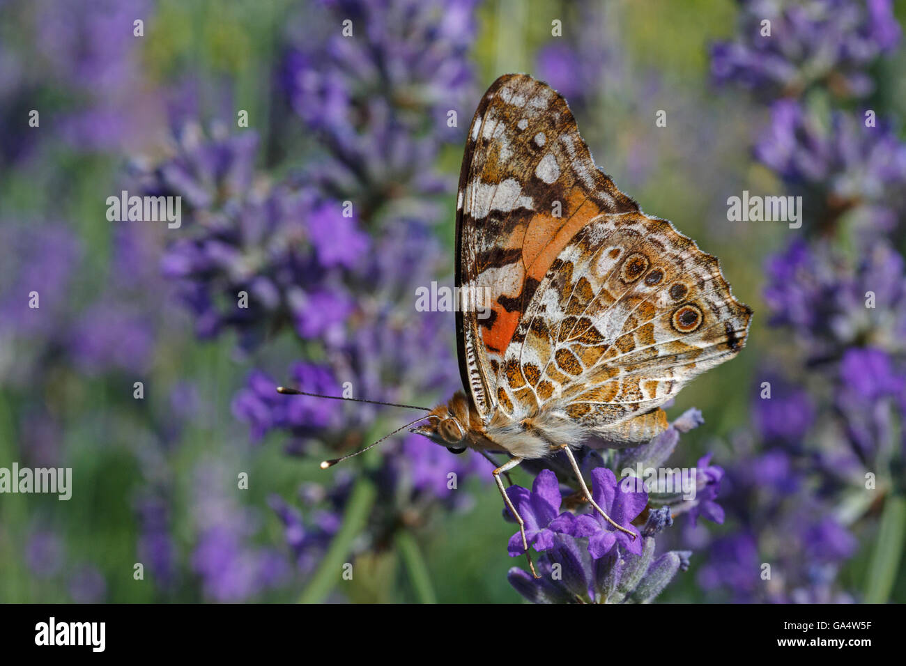 Distelfalter Schmetterling auf Lavendel Blume Stockfoto