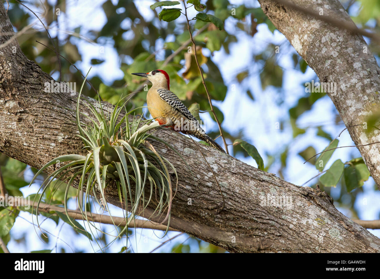 Westindischen Specht (Melanerpes Superciliaris) im Baum in der Nähe von Hacienda La Belen, eine Ranch und Bird Reserve in der Nähe von Camagüey, Kuba Stockfoto