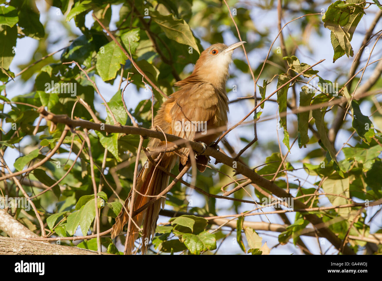 Große Eidechse-Kuckuck (Coccyzus Merlini) thront auf einem Ast in der Nähe von Hacienda La Belen, einer bewirtschafteten Ranch und Vogelbeobachtung Bereich, Kuba Stockfoto