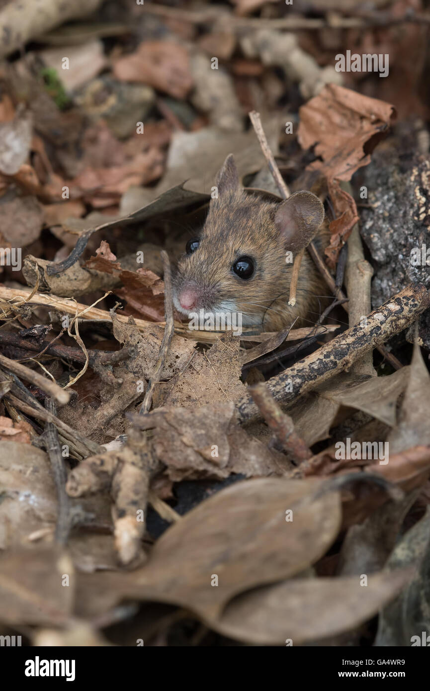 Waldmaus (Apodemus Sylvaticus) Stockfoto