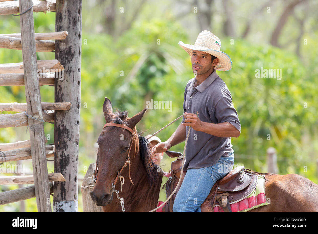 Hübscher junger Cowboy zu Pferd im Hacienda La Belen, einer bewirtschafteten Ranch und beliebte Vogelbeobachtung Bereich in Kuba Stockfoto