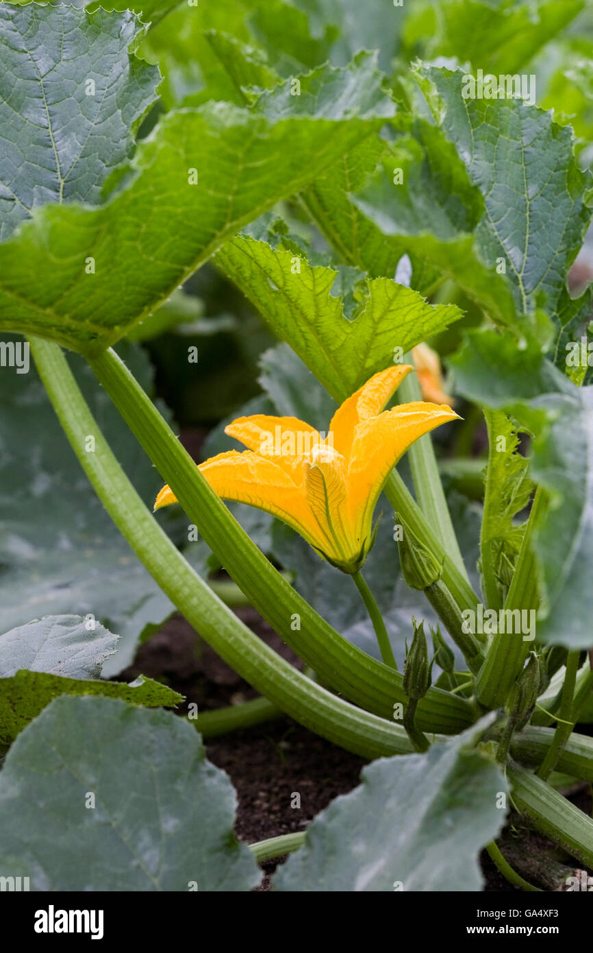 Cucurbita Pepo Pflanzen und Blumen wachsen im Freien im Gemüsegarten. Stockfoto
