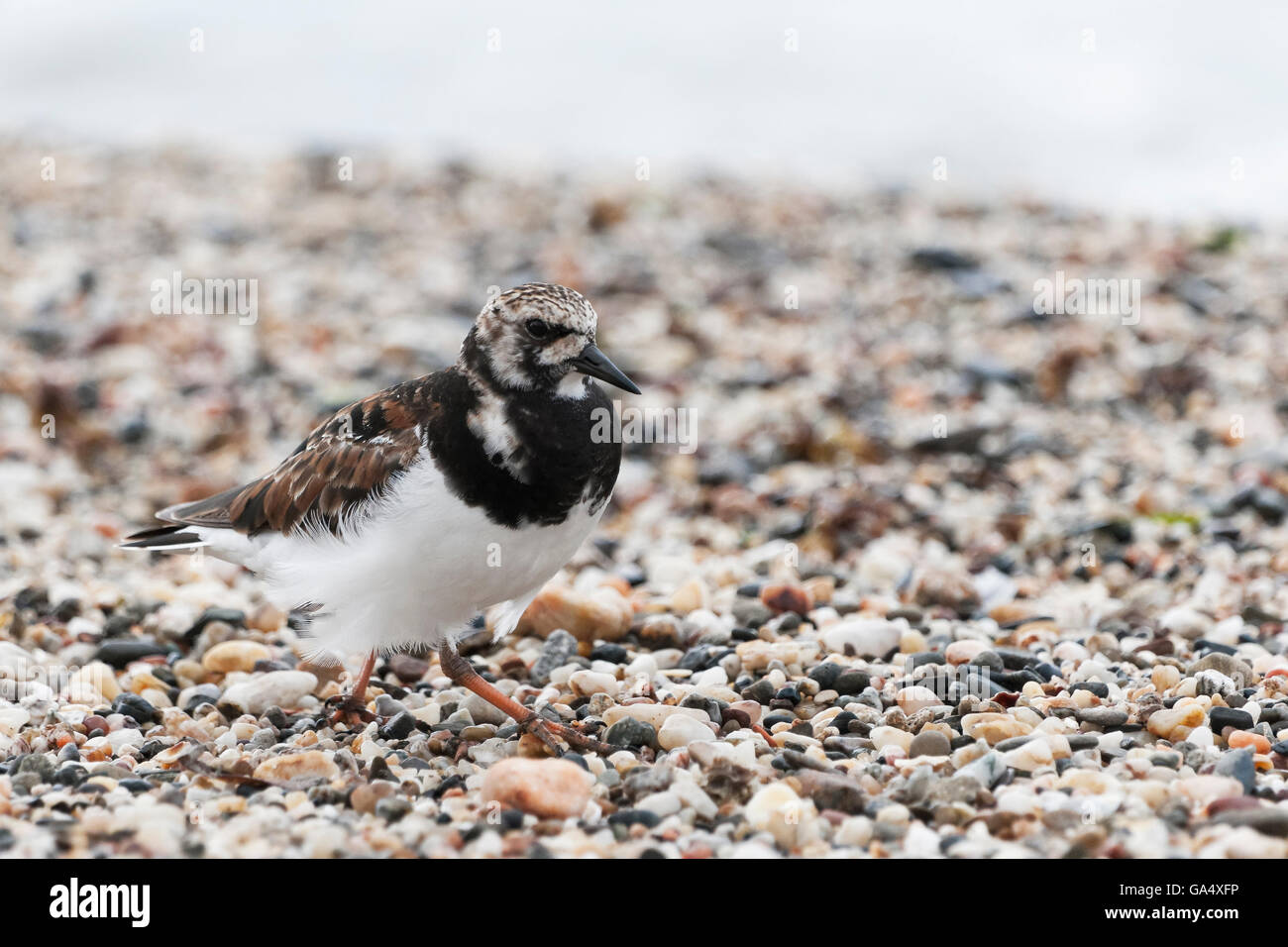Steinwälzer Porträt, genommen in Spanien Stockfoto