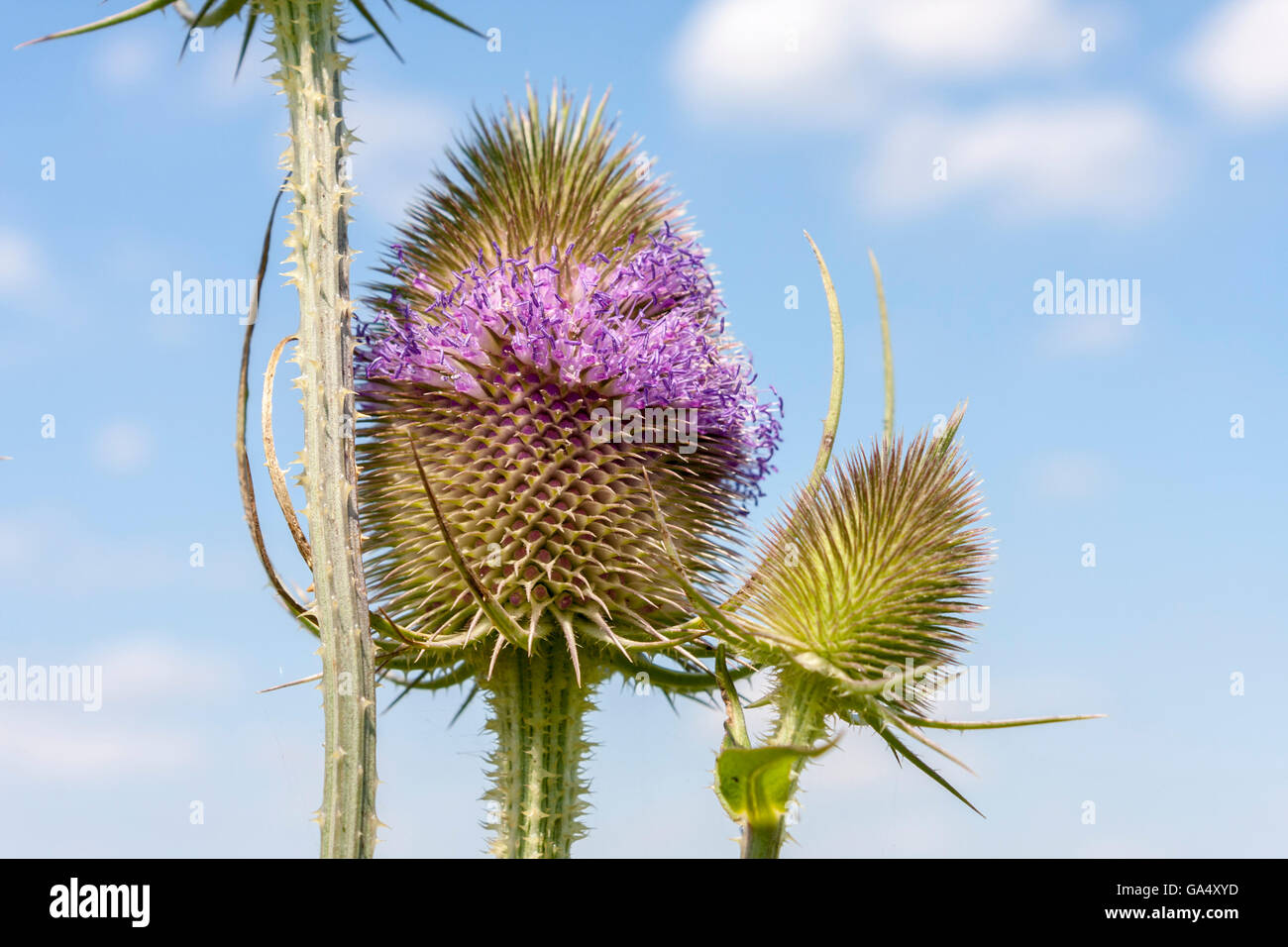 Gemeinsame Karde ist Dipsacus fullonum Stockfoto