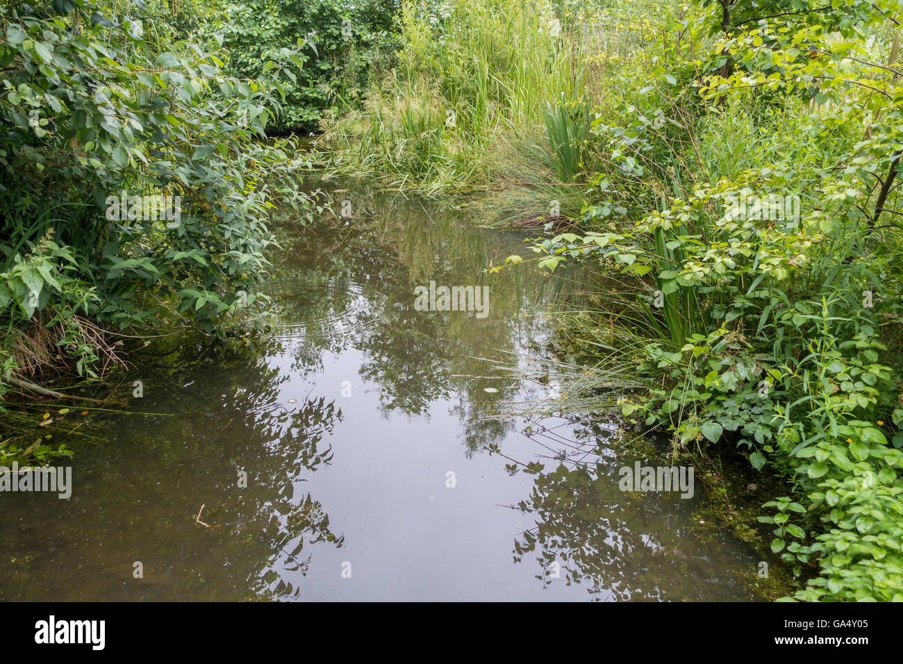 Tier-und Pflanzenwelt Teich Liverpool Festival Gärten Otterspool Merseyside England Stockfoto