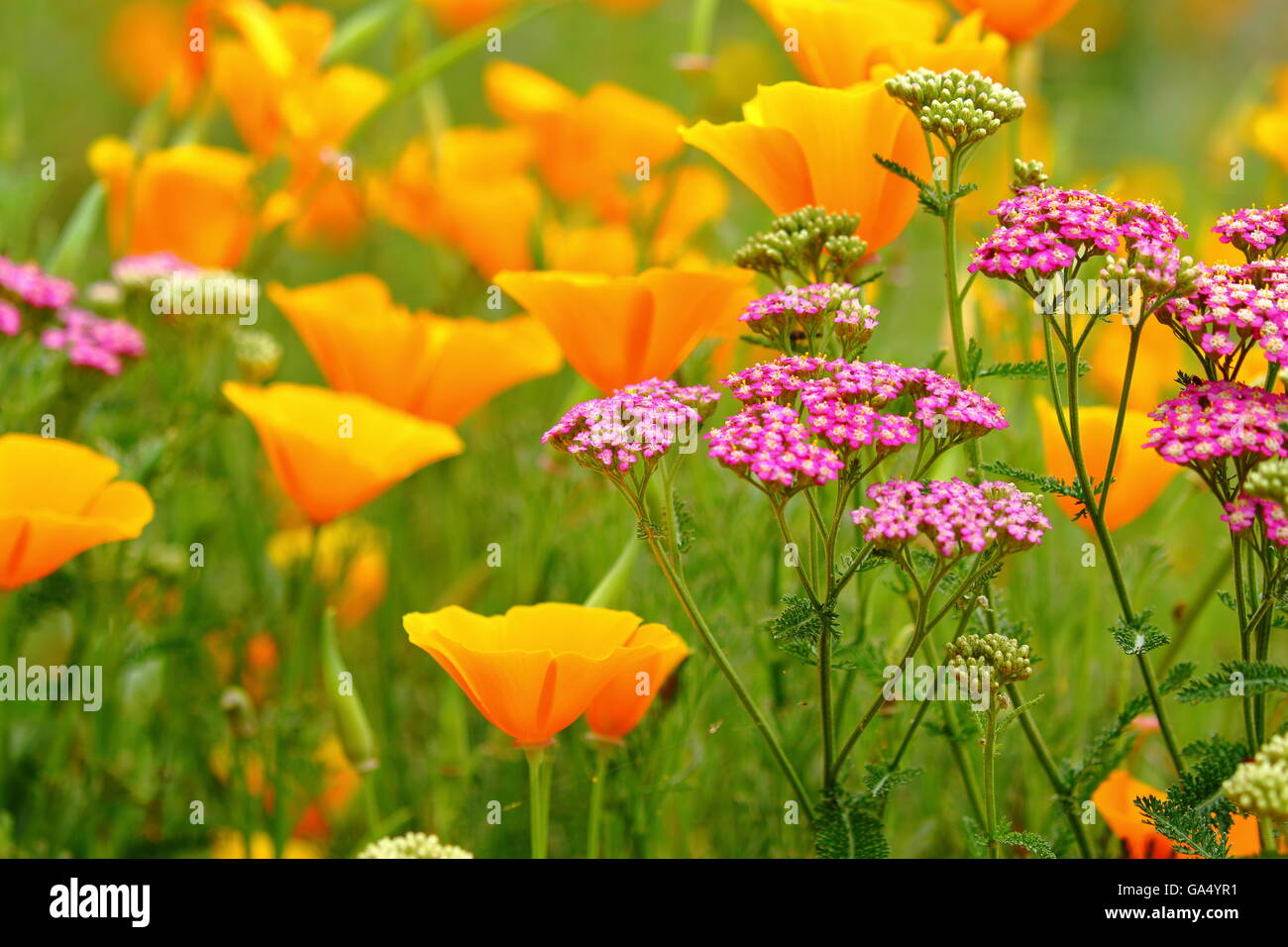 Field of California Poppies, California Stockfoto