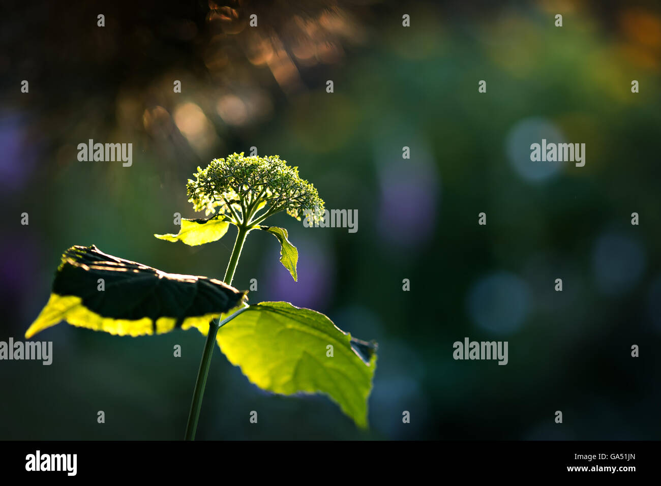 einzelne grüne Blume in das Abendlicht Stockfoto