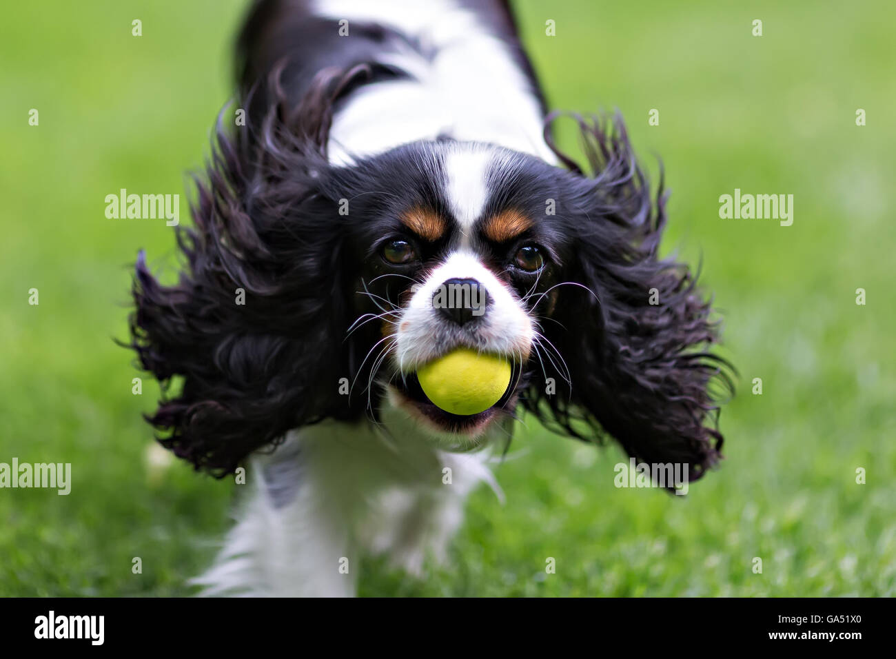 niedlichen Hund, cavalier Spaniel mit Ball laufen auf dem Rasen Stockfoto