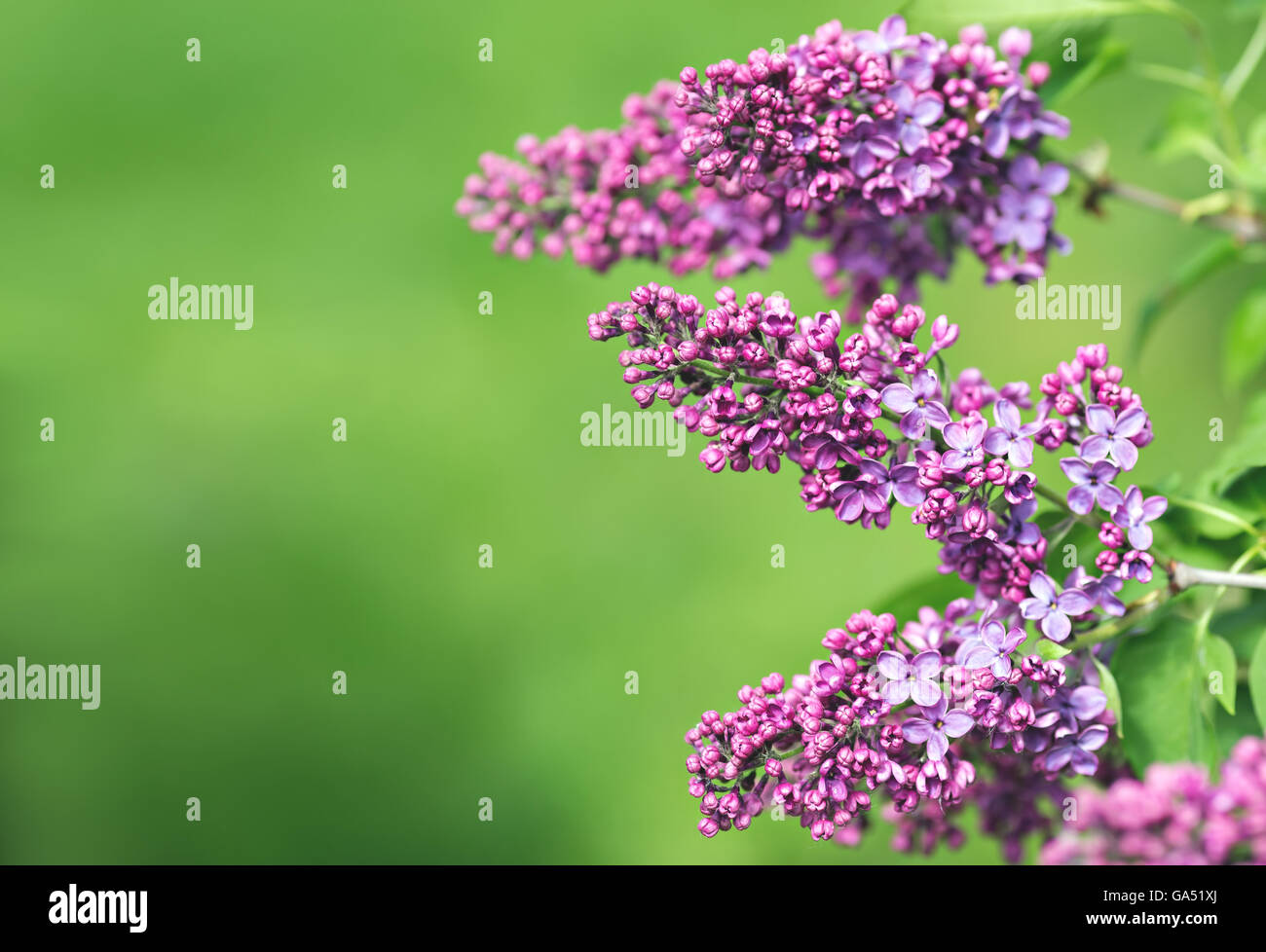 Zweige der lila Flieder auf grünem Hintergrund, Textfreiraum Stockfoto