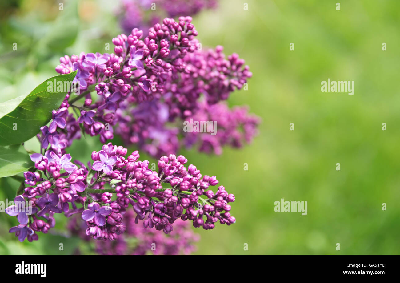 Zweige der lila Flieder auf grünem Hintergrund, Textfreiraum Stockfoto