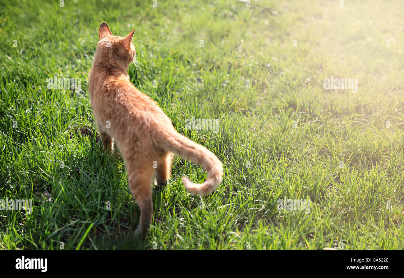 süße rote Katze auf dem grünen Rasen Stockfoto