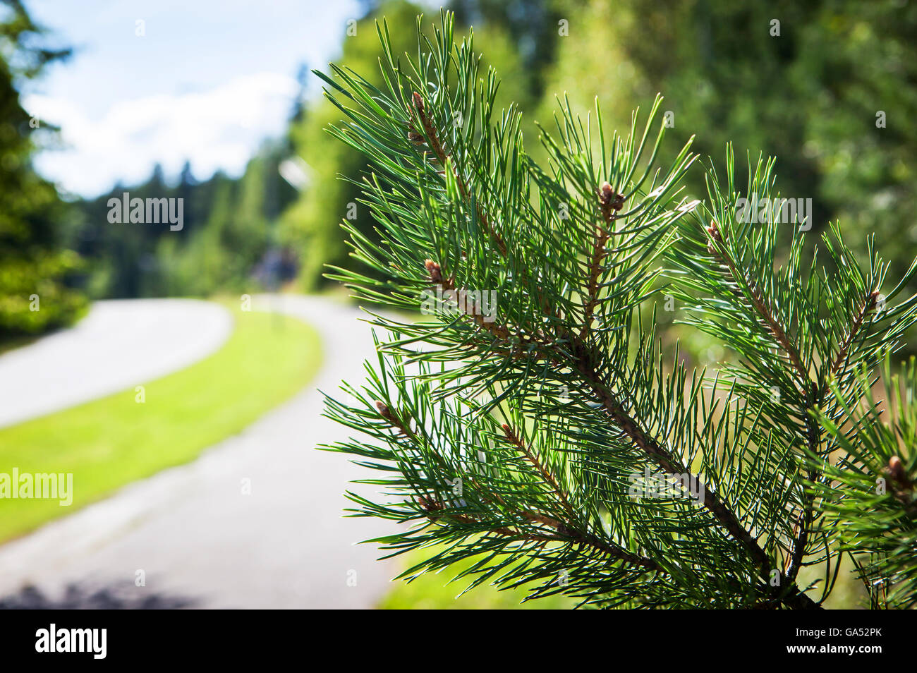 Tannenzweigen auf dem Hintergrund von der Straße zurück in die Ferne, Finnland Stockfoto