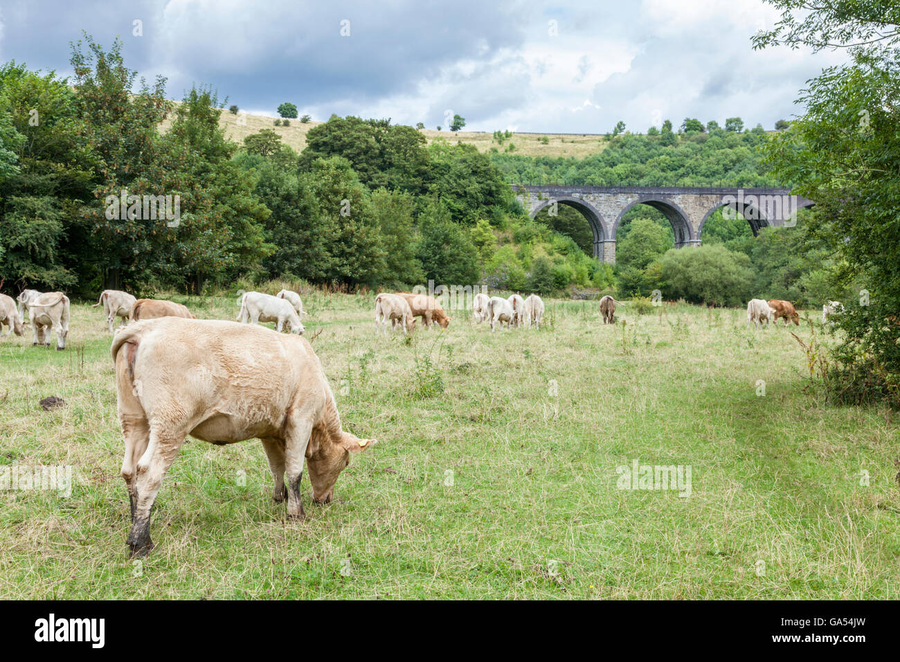 Grasende Kühe auf einem Feld am Monsal Dale in Derbyshire Landschaft, England, Großbritannien. In der Ferne ist Grabstein Viadukt. Stockfoto